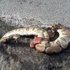 People Just Leaving Their Discarded Snakes In The Street Now